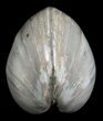 Polished Fossil Clam - Large Size #5263-2
